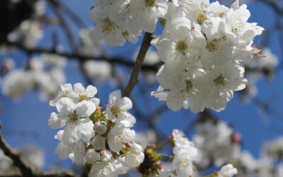 Wartenburg-Corona-Tagebuch – Aber die Natur weiß von nichts