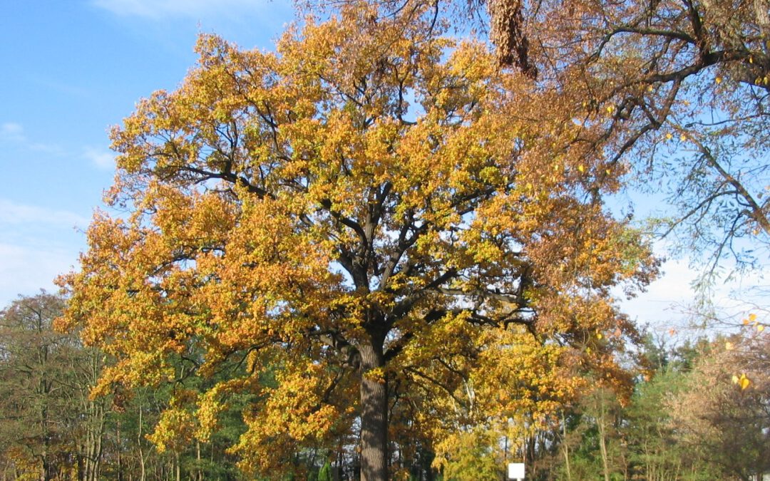 Wartenburg-Herbst 09 102