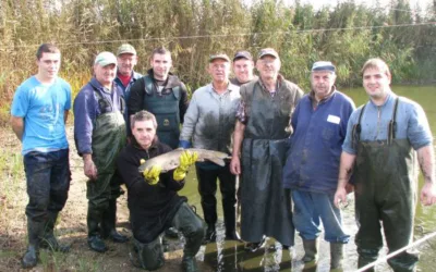 Abfischen der Aufzuchtgewässer in Wartenburg