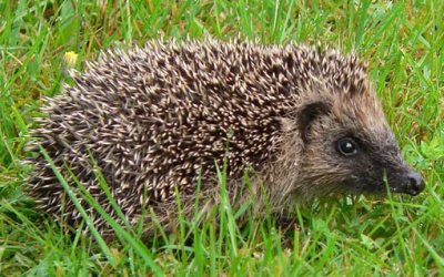 Appell an Wartenburger  – mit großer Wirkung